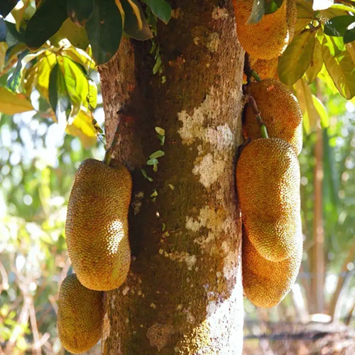 尖蜜拉