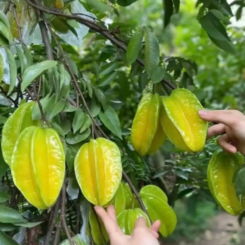 阳桃