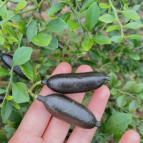 指橙