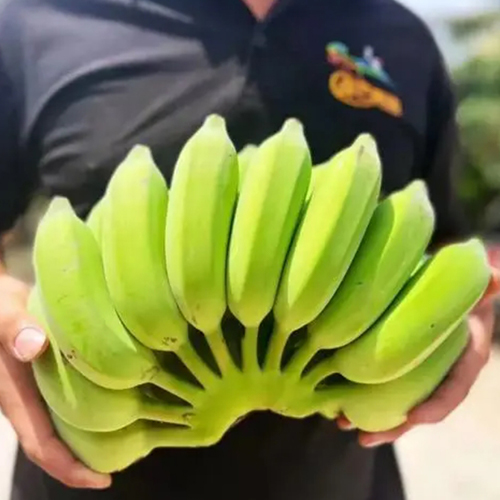 芭蕉